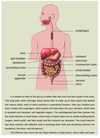 The Low-FODMAP Diet for Beginners by Mollie Tunitsky Gabriela Gardner & 1 more PDF