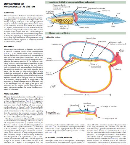 The Netter Collection of Musculoskeletal System by Joseph Iannotti & Richard Parker M D PDF