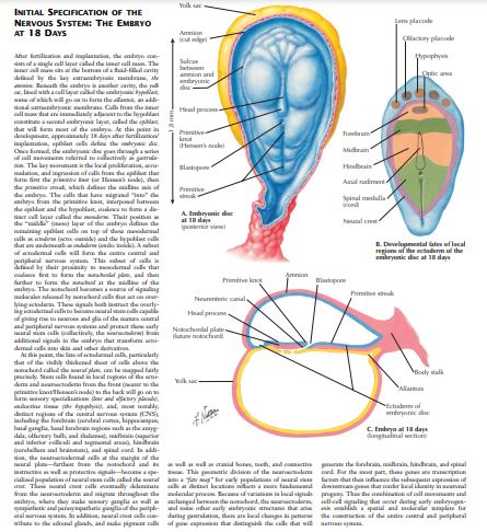 The Netter Collection of Nervous System by H Royden Jones Jr Ted Burns Michael J Aminoff Scott Pomeroy PDF