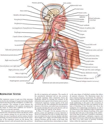 The Netter Collection of Respiratory System by David Kaminsky PDF