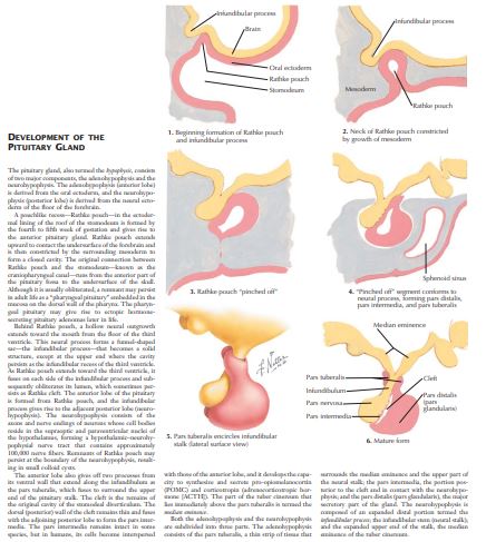 The Netter Collection of The Endocrine System by William F Young Jr PDF