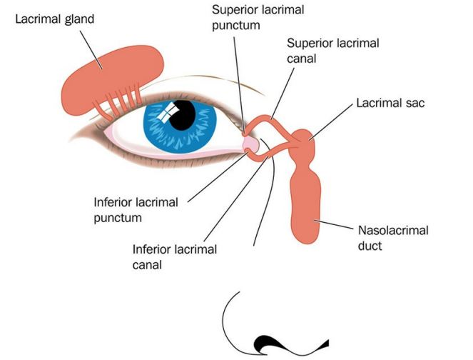 Alleviate Dry Eye by Pamela Theriot PDF