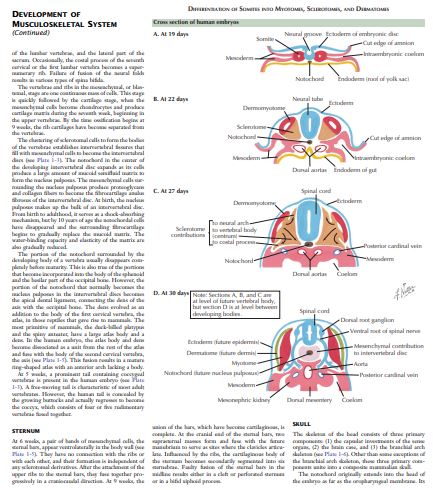 The Netter Collection of Musculoskeletal System by Joseph Iannotti & Richard Parker M D PDF
