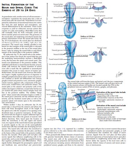 The Netter Collection of Nervous System by H Royden Jones Jr Ted Burns Michael J Aminoff Scott Pomeroy PDF