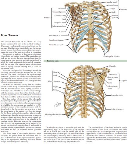 The Netter Collection of Respiratory System by David Kaminsky PDF