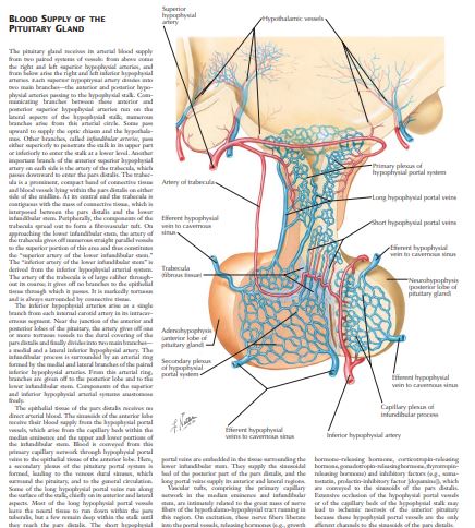 The Netter Collection of The Endocrine System by William F Young Jr PDF