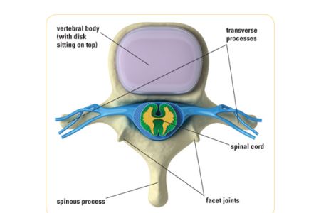 Healthy Back Anatomy by Philip Striano PDF