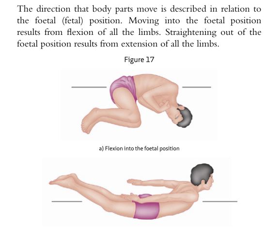 The Concise Book of Muscle by Chris Jarmey PDF