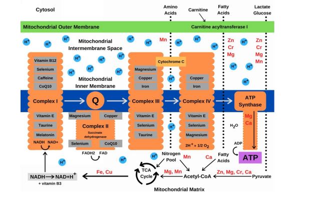 The Mineral Fix by Dr James DiNicolantonio & Siim Land PDF