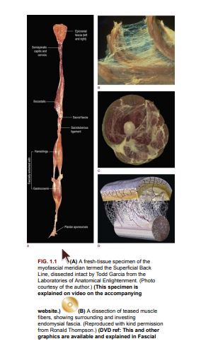 Anatomy Trains by Thomas W. Myers PDF