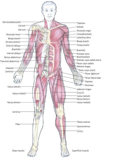 Anatomy for Strength and Fitness Training. Mark Vella by Mark Vella PDF