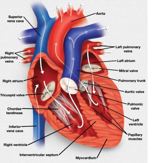 Restart Your Heart by Aseem Desai PDF