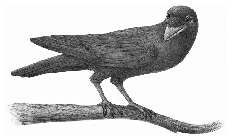 Wishtree BY Katherine Applegate