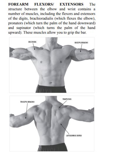 www niylog.com 7 Weeks to 50 Pull-Ups by Brett Stewart ePub