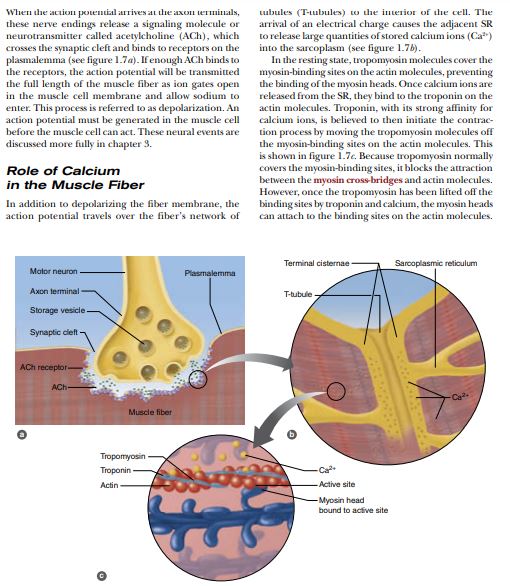 Physiology of Sport and Exercise by Jack H. Wilmore PDF