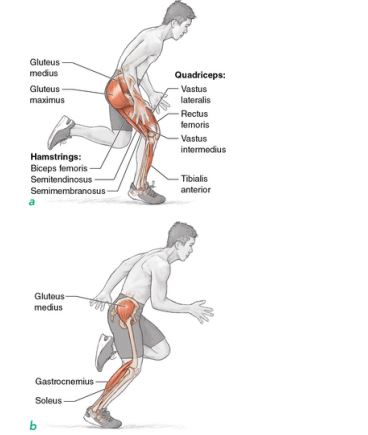 Plyometric Anatomy by Derek Hansen PDF