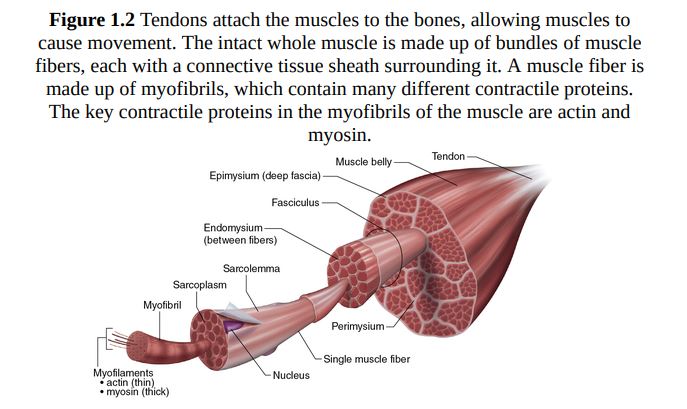 Strength Training by NSCA PDF