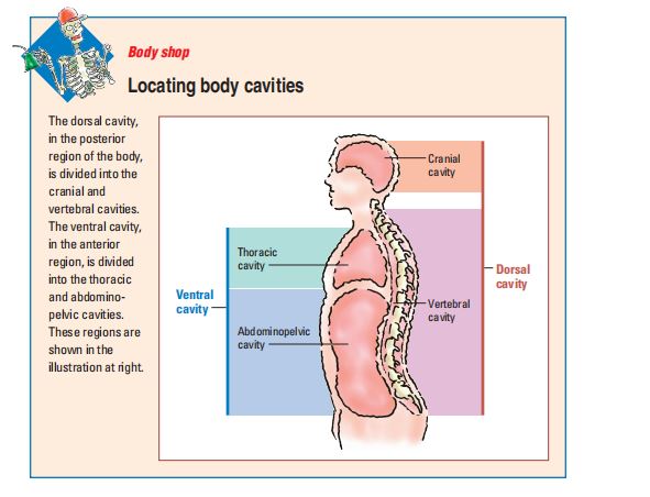 Anatomy & Physiology Made Incredibly Easy by Lippincott Williams & Wilkins PDF