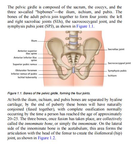 Functional Anatomy of the Pelvis and the Sacroiliac Joint by John Gibbons PDF