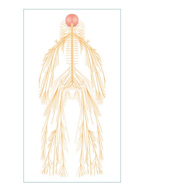 The Vital Nerves by John Gibbons PDF