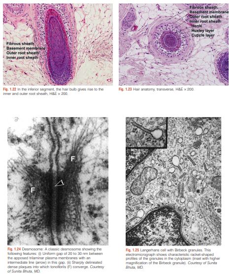 Andrews’ Diseases of the Skin Clinical Atlas by William D. James & 3 more PDF
