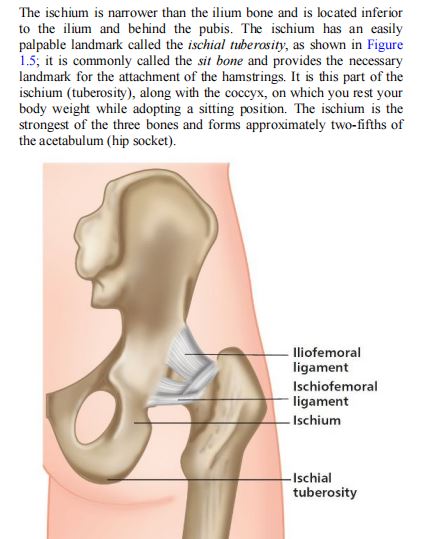 Functional Anatomy of the Pelvis and the Sacroiliac Joint by John Gibbons PDF