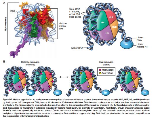 Robbins Cotran Pathologic Basis of Disease by Vinay Kumar PDF
