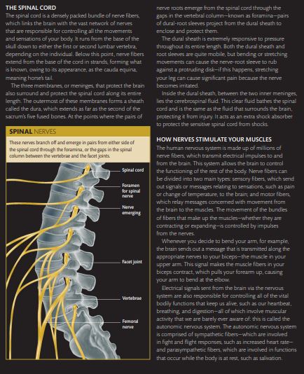 Strengthen Your Back by Dorling Kindersley PDF