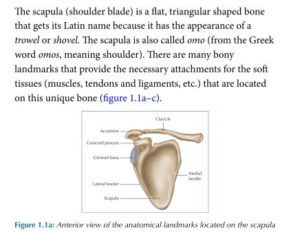 The Vital Shoulder Complex by John Gibbons PDF